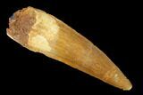 Spinosaurus Tooth - Real Dinosaur Tooth #166526-1